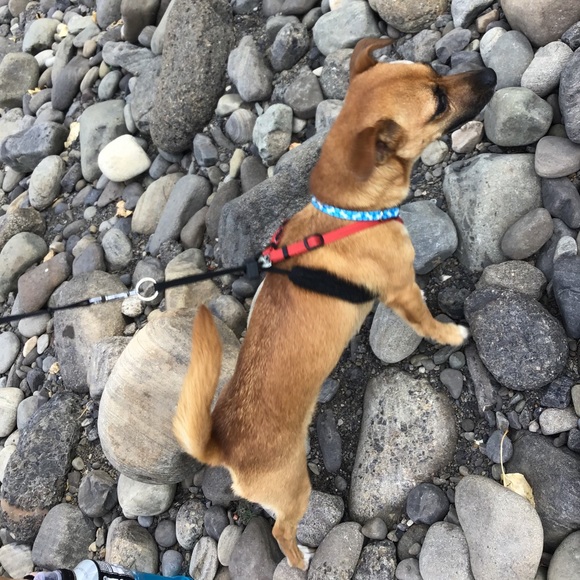 Meet your Posher, Donna - Picture 1 of 1